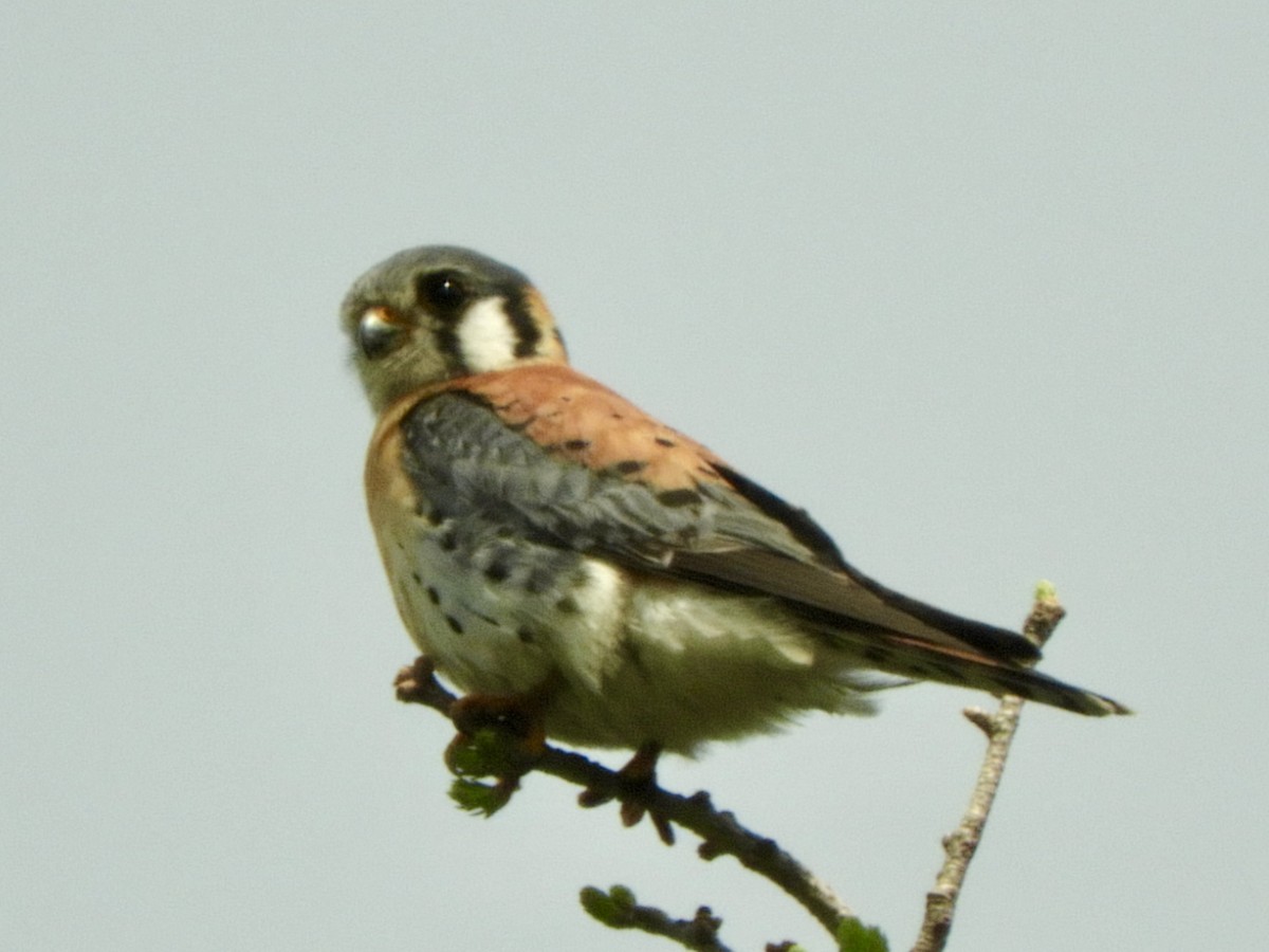 American Kestrel - ML637465767