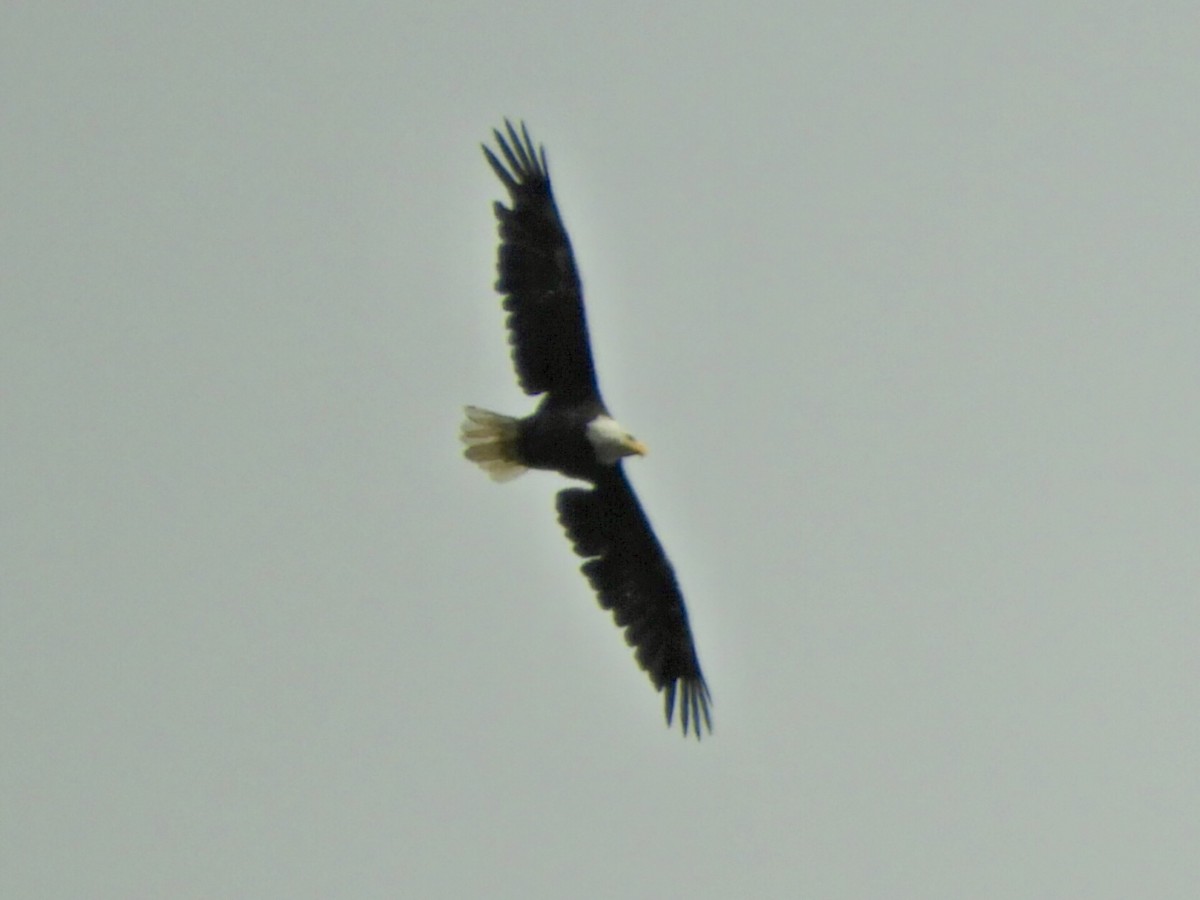Bald Eagle - ML637465778