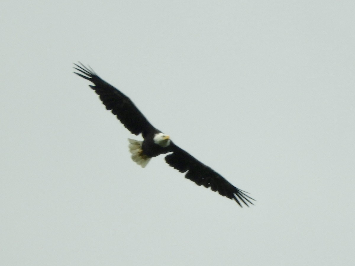 Bald Eagle - ML637465783