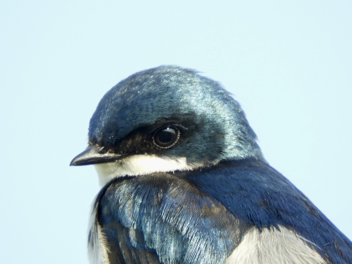 Tree Swallow - ML637465791