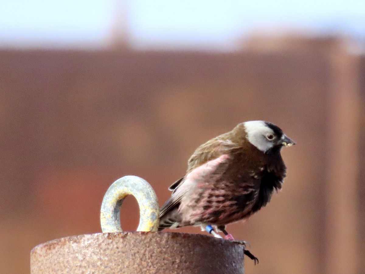 Gray-crowned Rosy-Finch (Pribilof Is.) - ML637465811