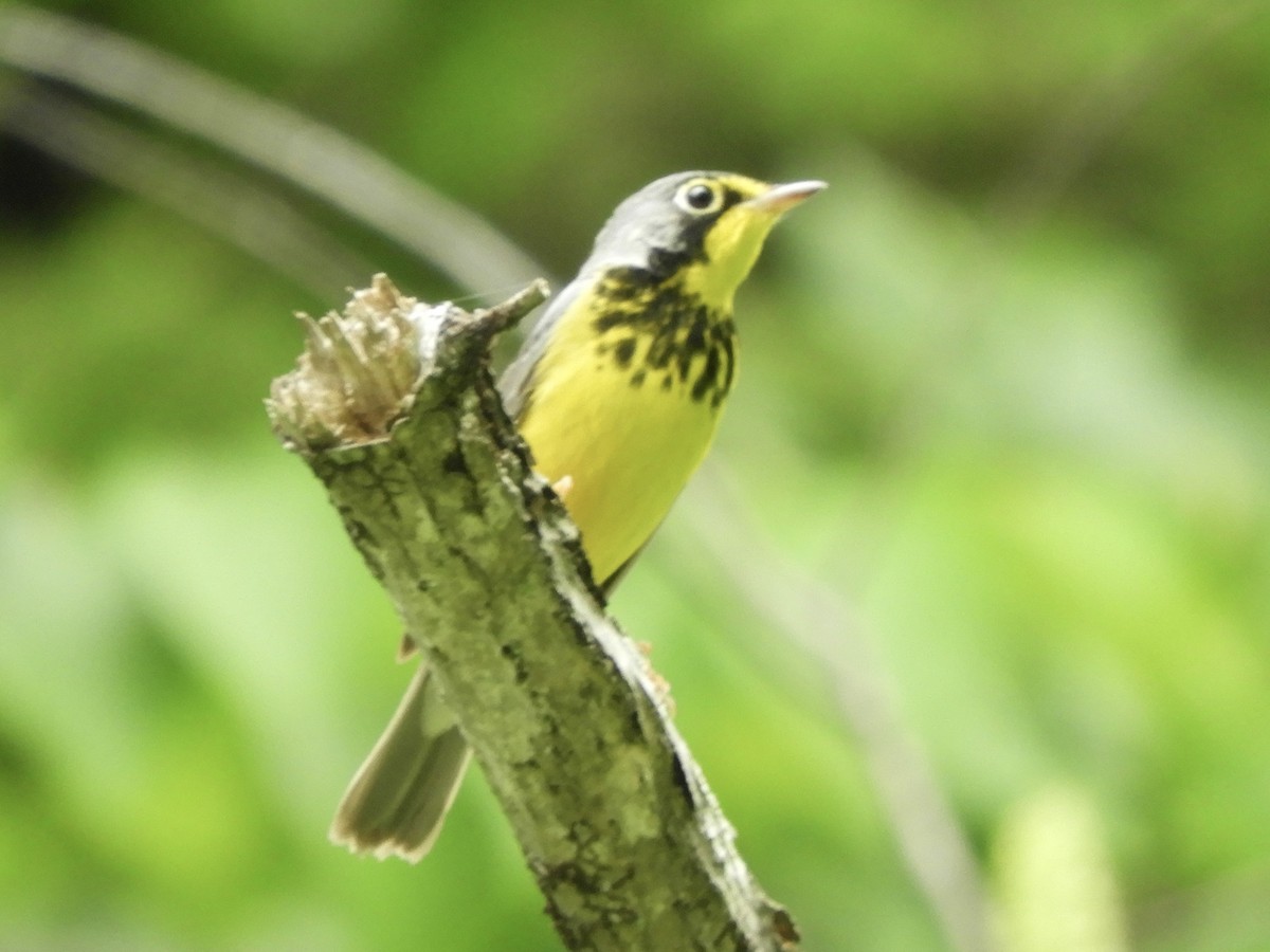 Canada Warbler - ML637465817