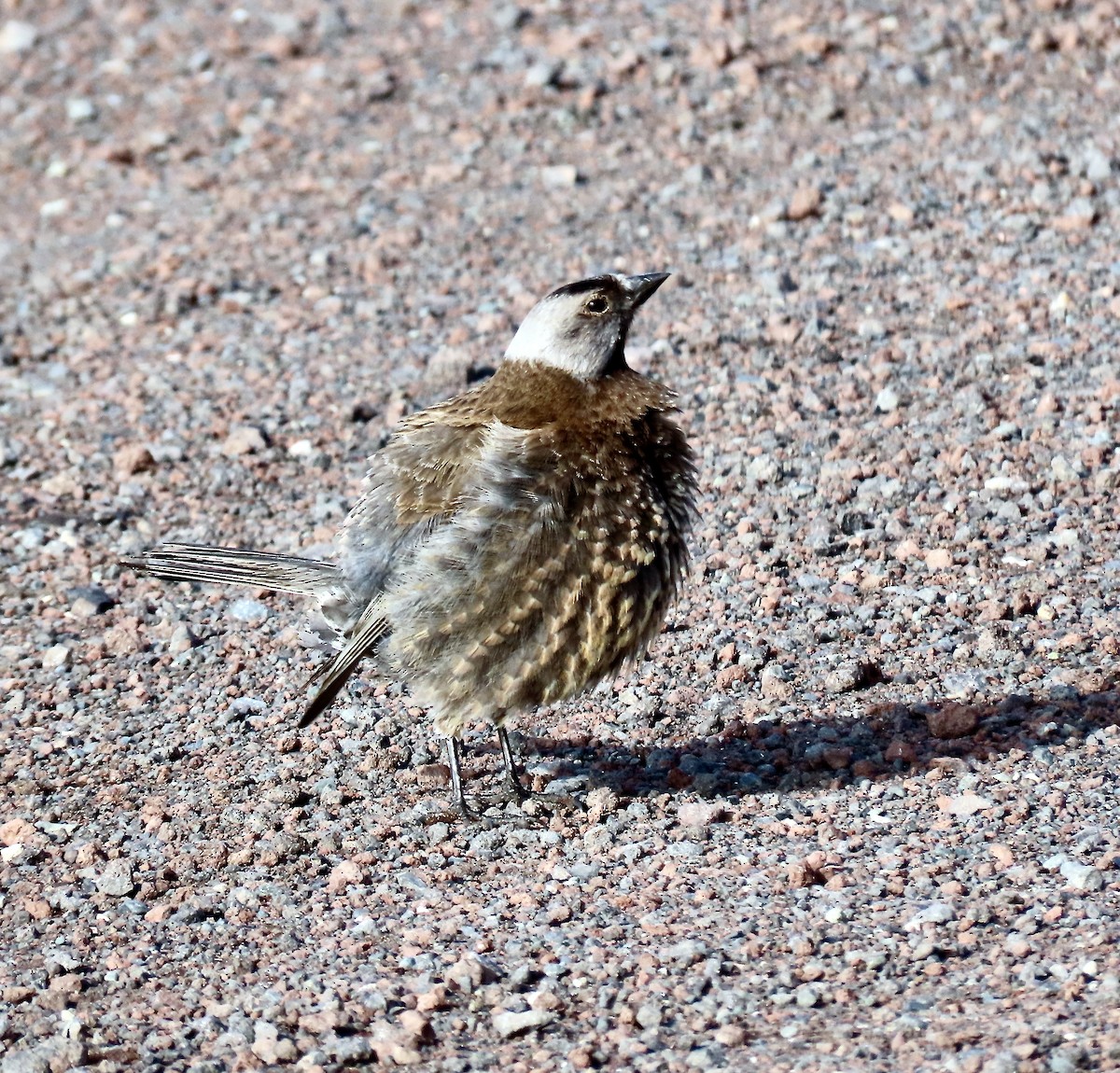 Gray-crowned Rosy-Finch (Pribilof Is.) - ML637465819