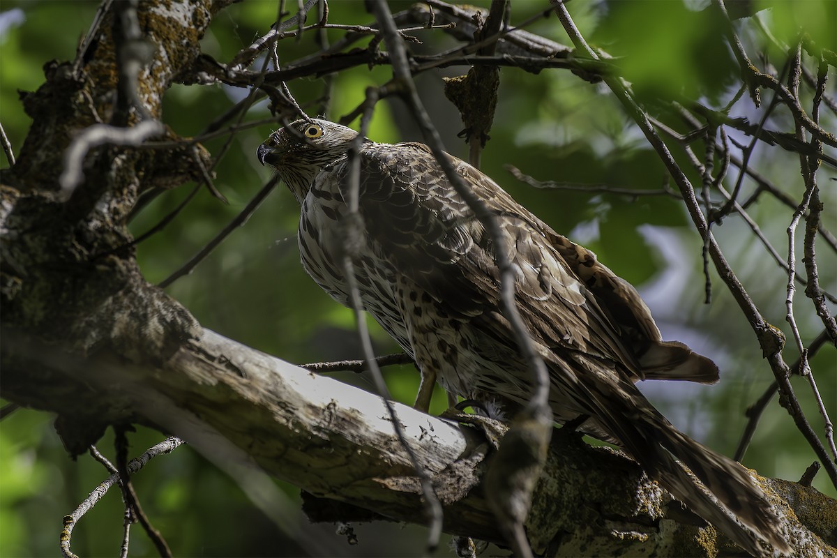 American Goshawk - ML637465824