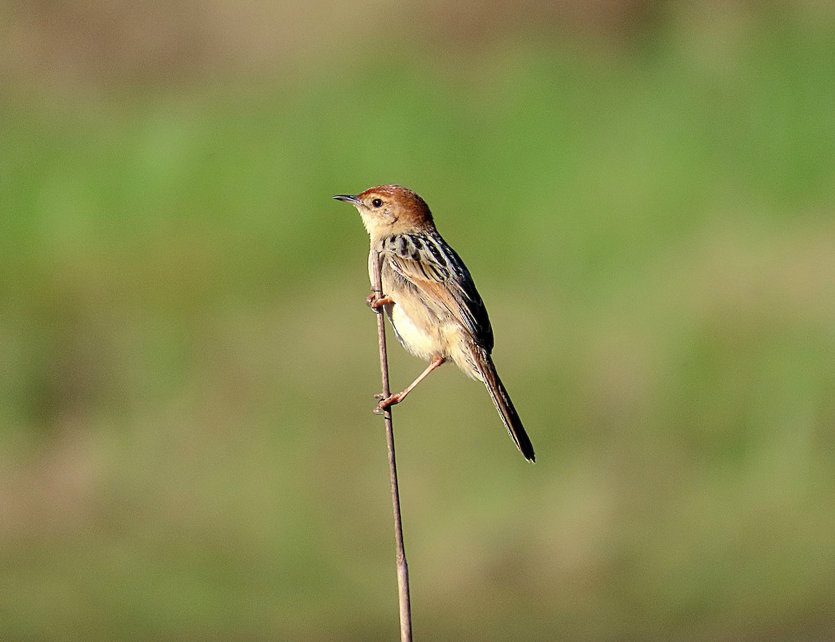 Levaillant's Cisticola - ML637465828