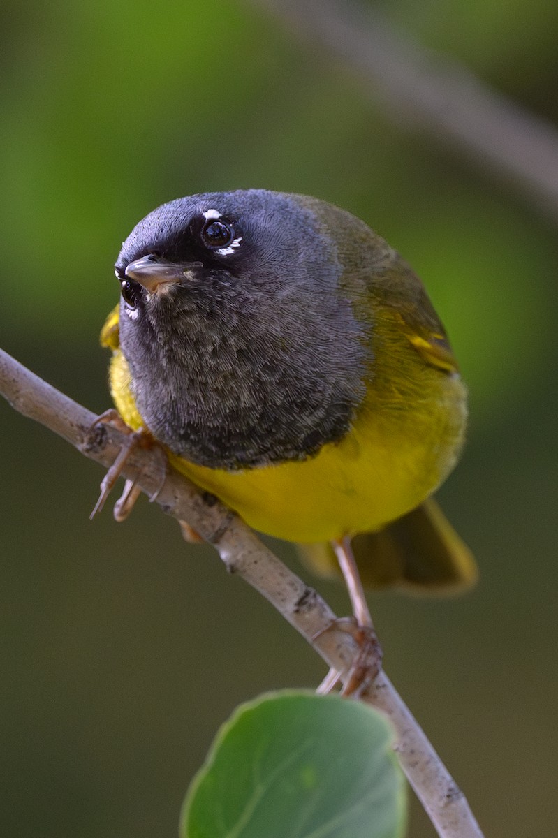 MacGillivray's Warbler - ML637465896