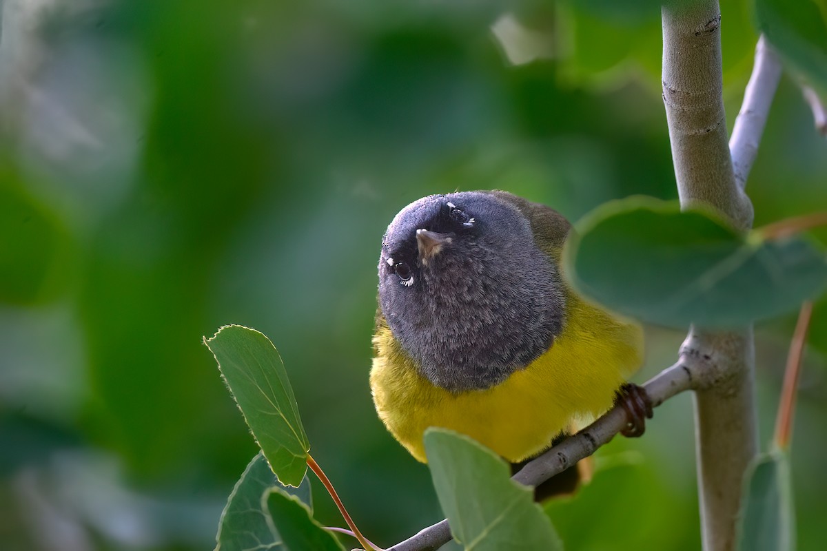 MacGillivray's Warbler - ML637465898