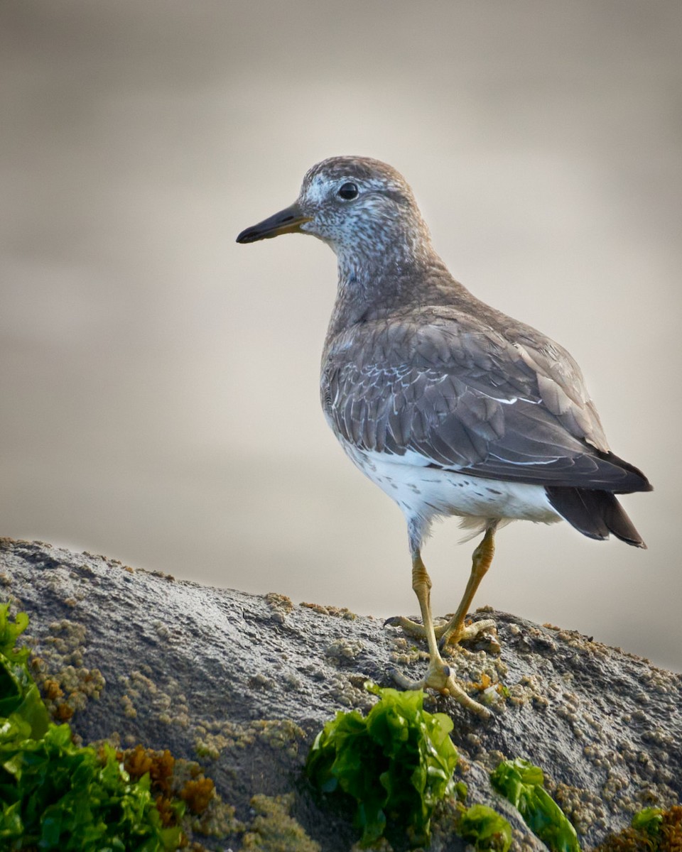 Surfbird - ML637465910