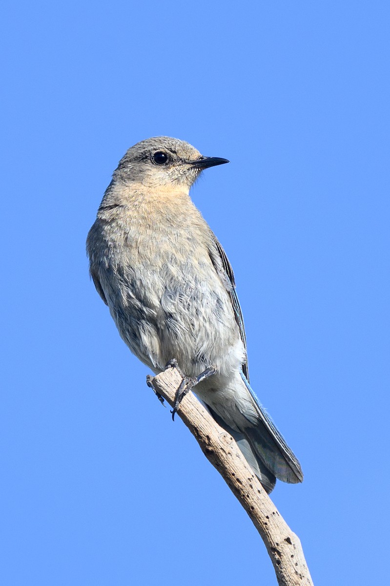 Mountain Bluebird - ML637465912