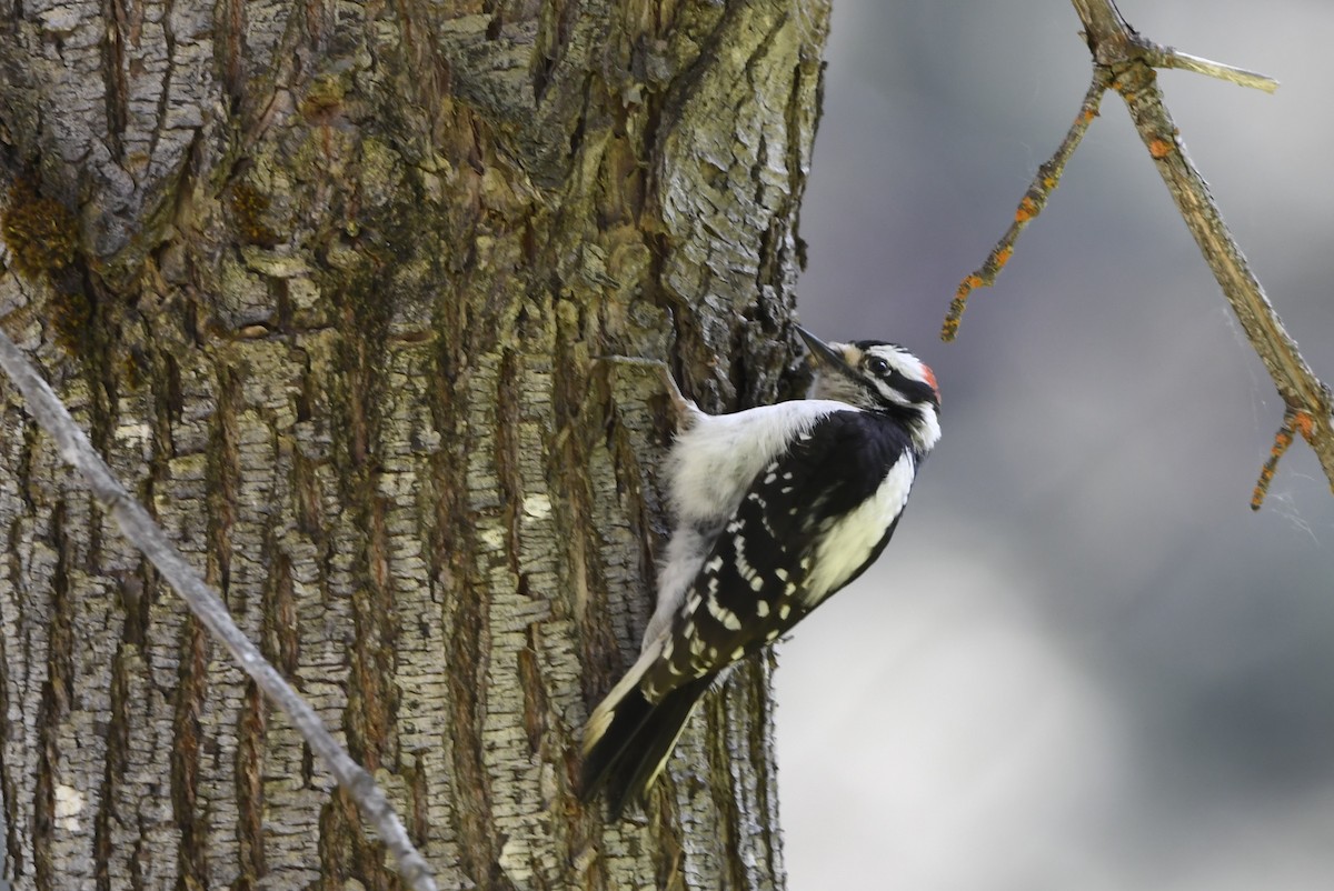 Downy Woodpecker - ML637465914