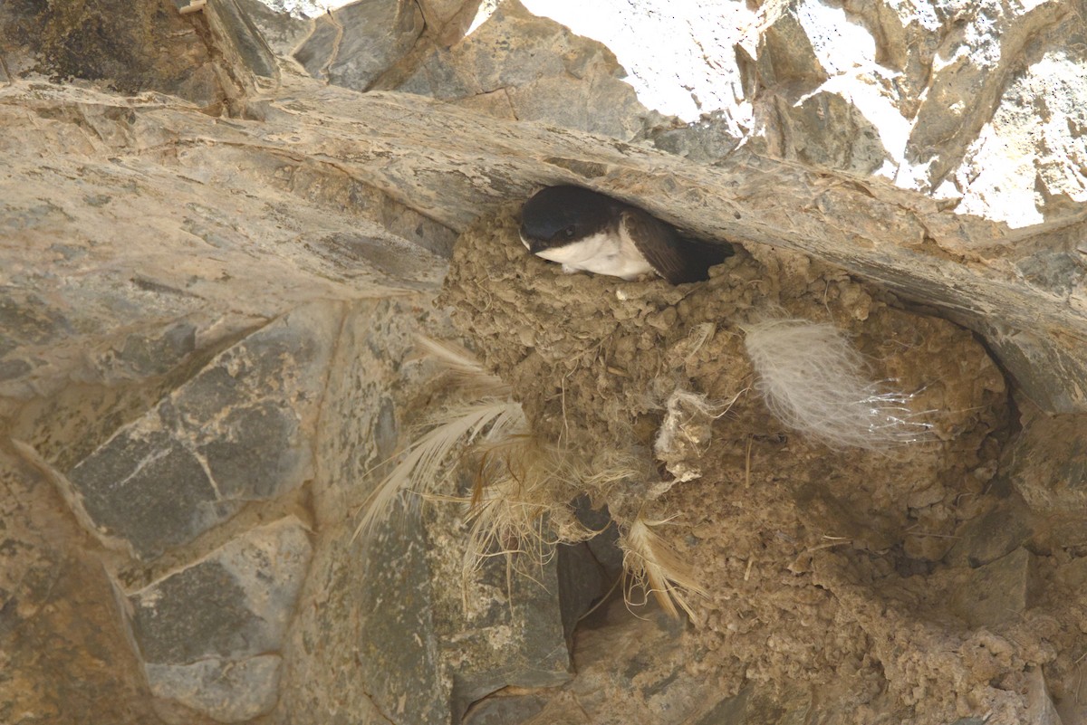 Western/Siberian House-Martin - ML637465935