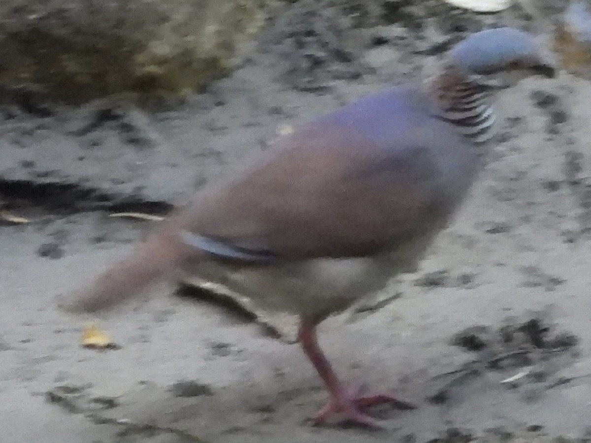 White-throated Quail-Dove - ML637465936
