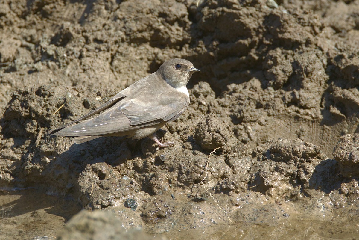 Eurasian Crag-Martin - ML637465992