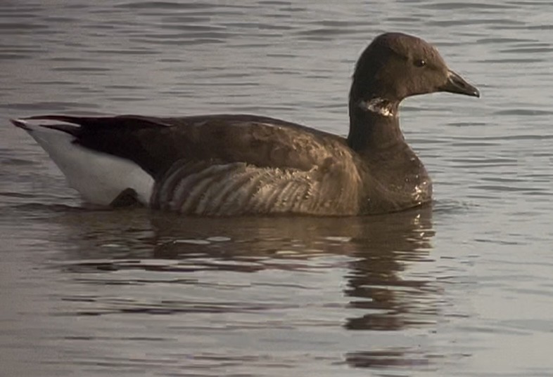 Brant (Dark-bellied) - ML637466029