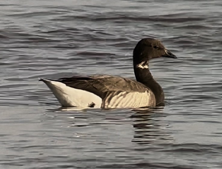 Brant (Dark-bellied) - ML637466030