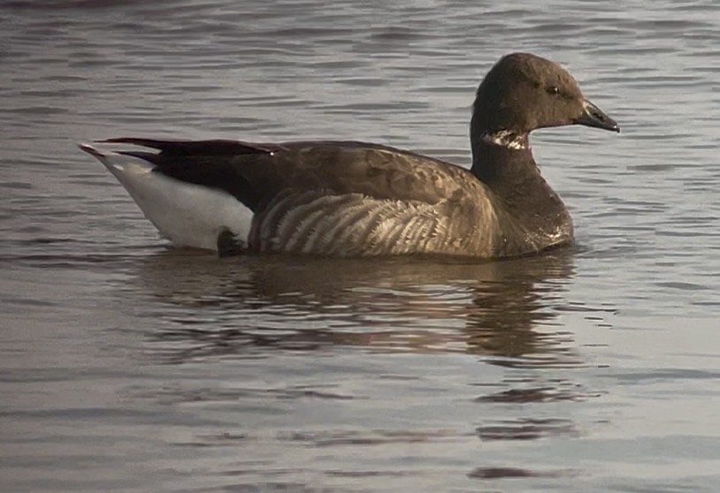 Brant (Dark-bellied) - ML637466031