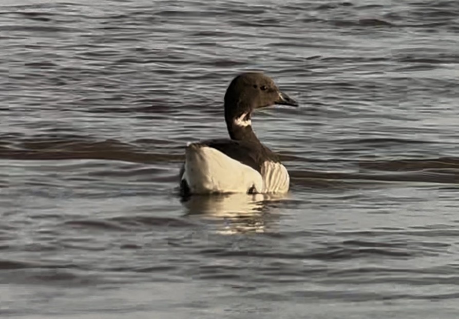 Brant (Dark-bellied) - ML637466032