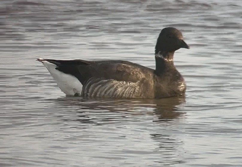 Brant (Dark-bellied) - ML637466033