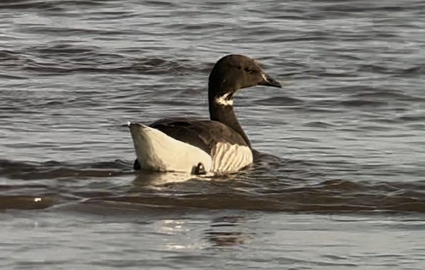 Brant (Dark-bellied) - ML637466034