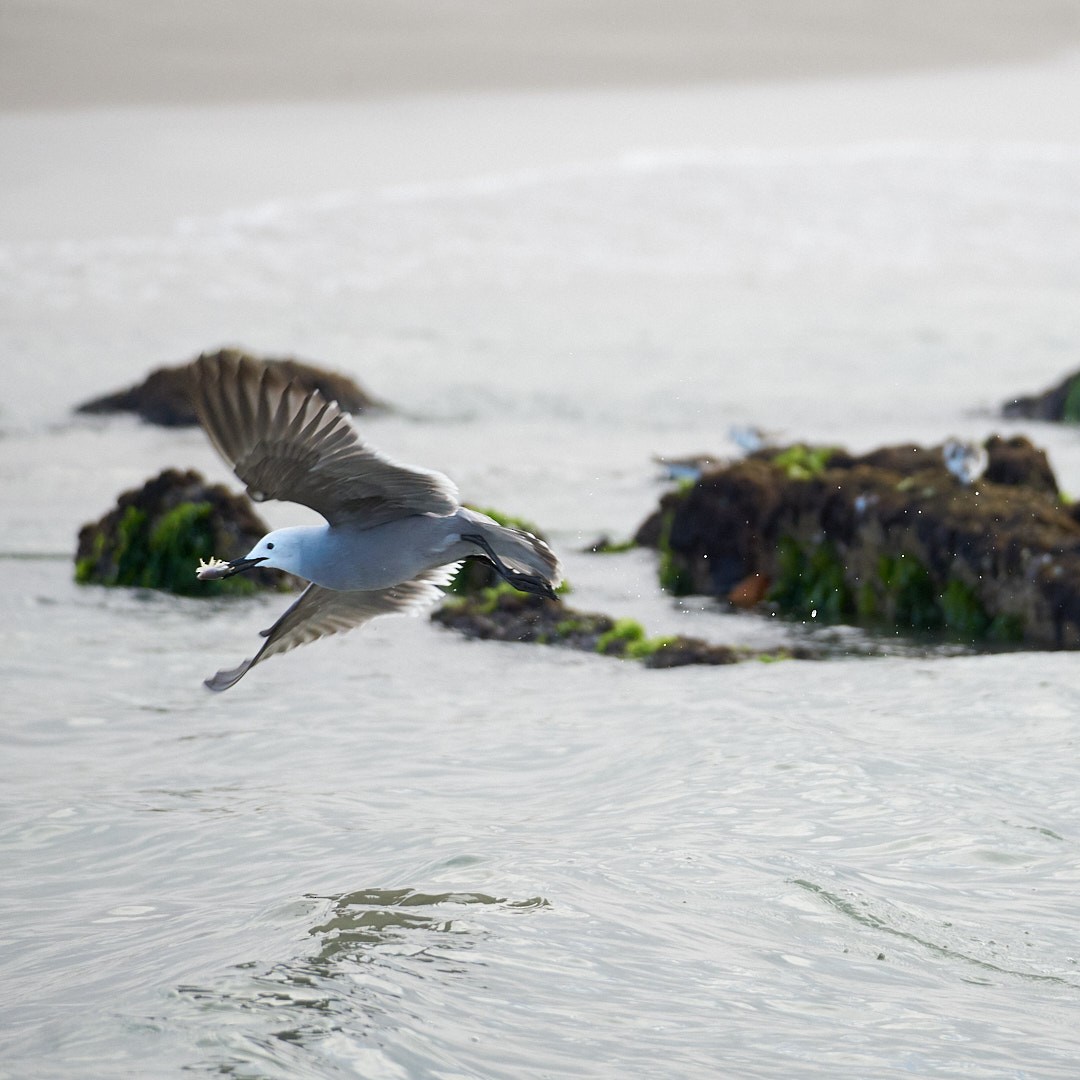 Gray Gull - ML637466036
