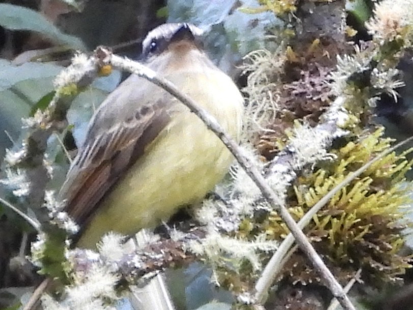 Golden-crowned Flycatcher - ML637466052