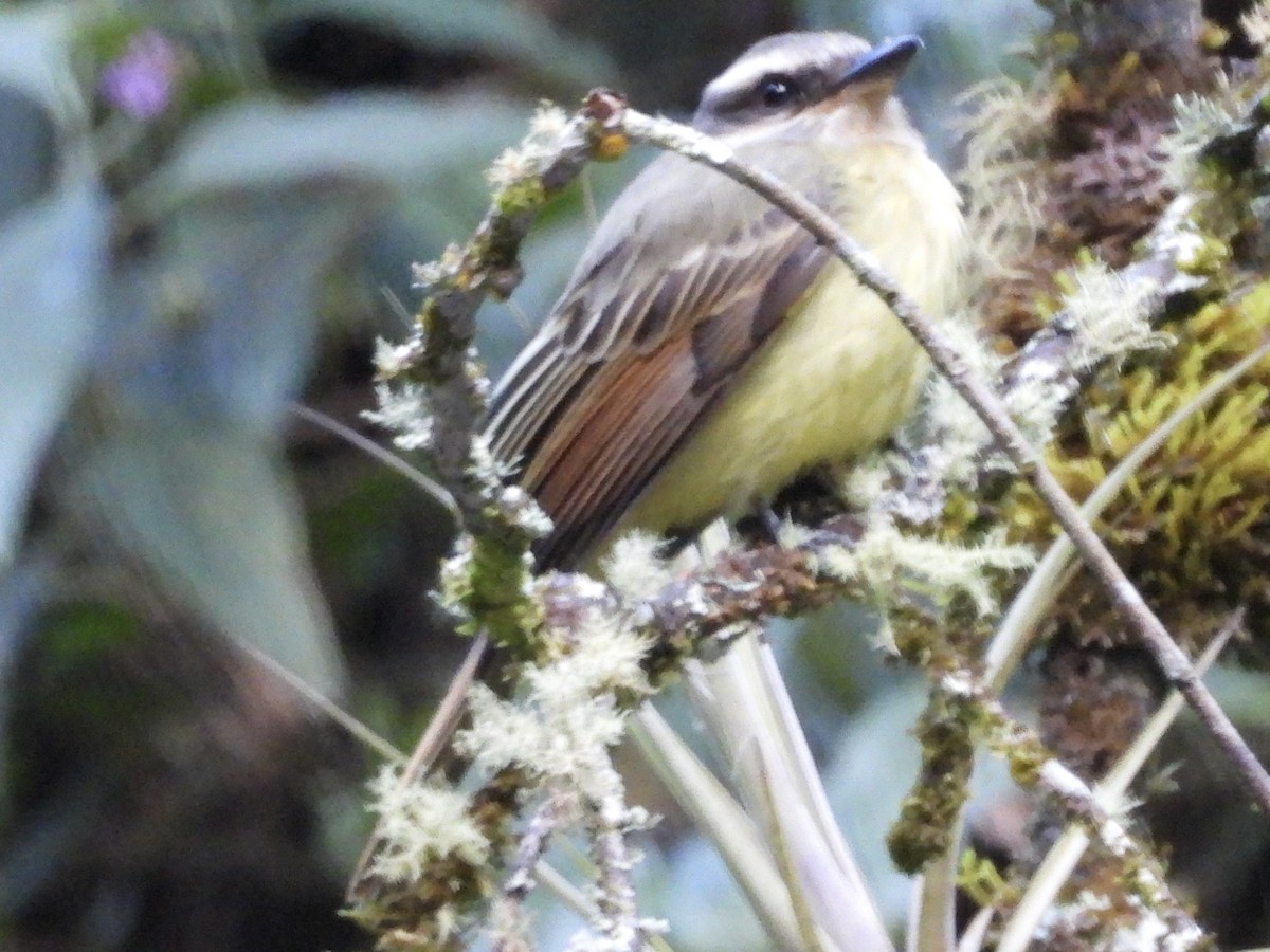 Golden-crowned Flycatcher - ML637466053
