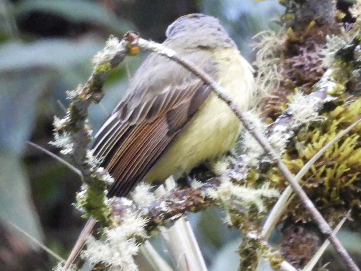 Golden-crowned Flycatcher - ML637466054