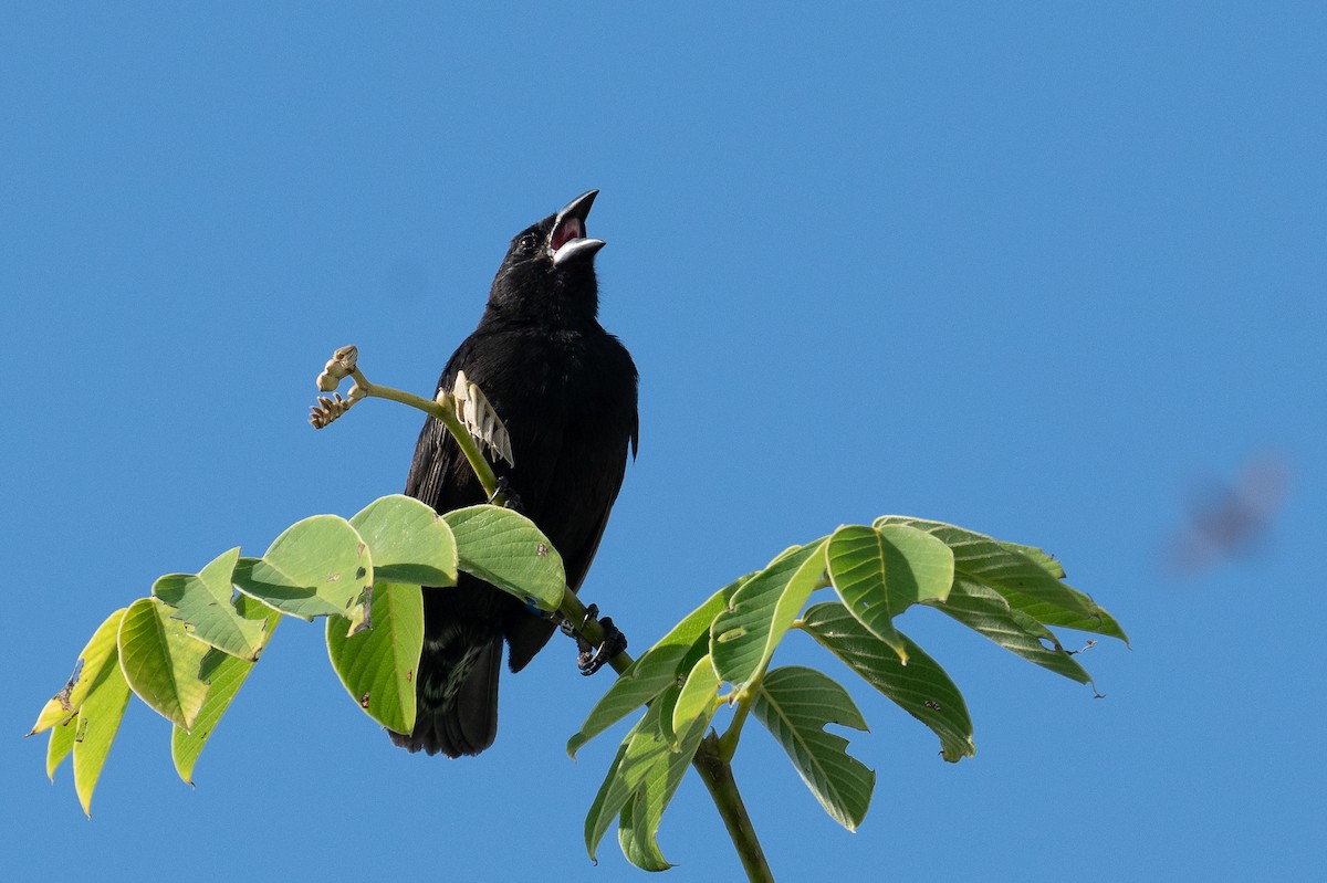 Common Cactus-Finch - ML637466091