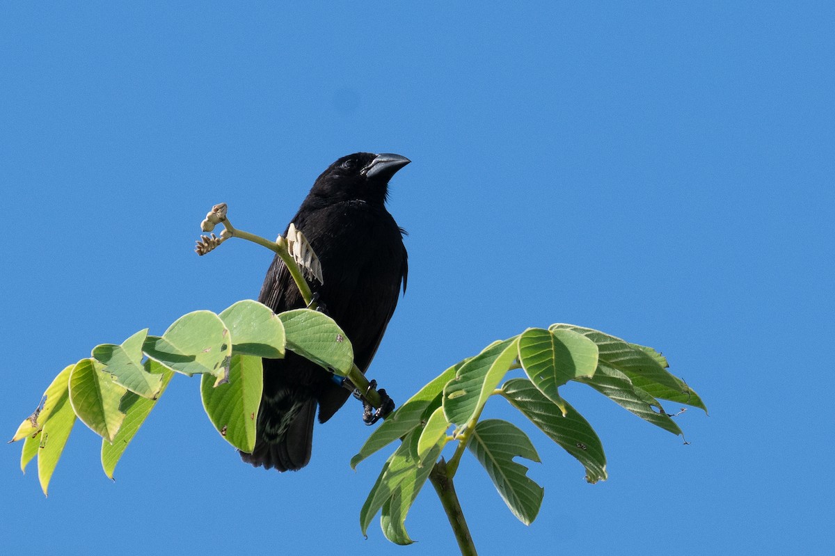 Common Cactus-Finch - ML637466092