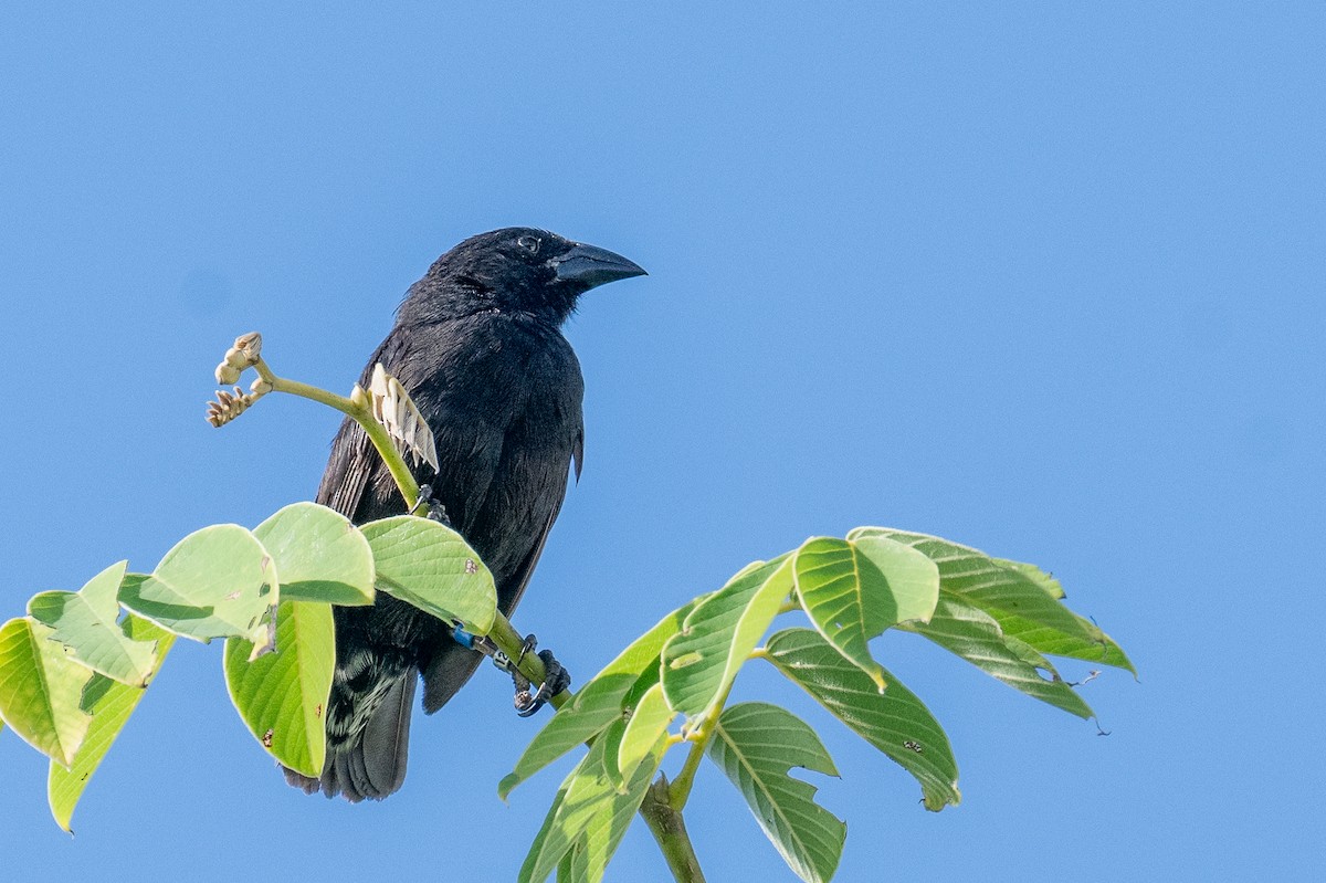 Common Cactus-Finch - ML637466093