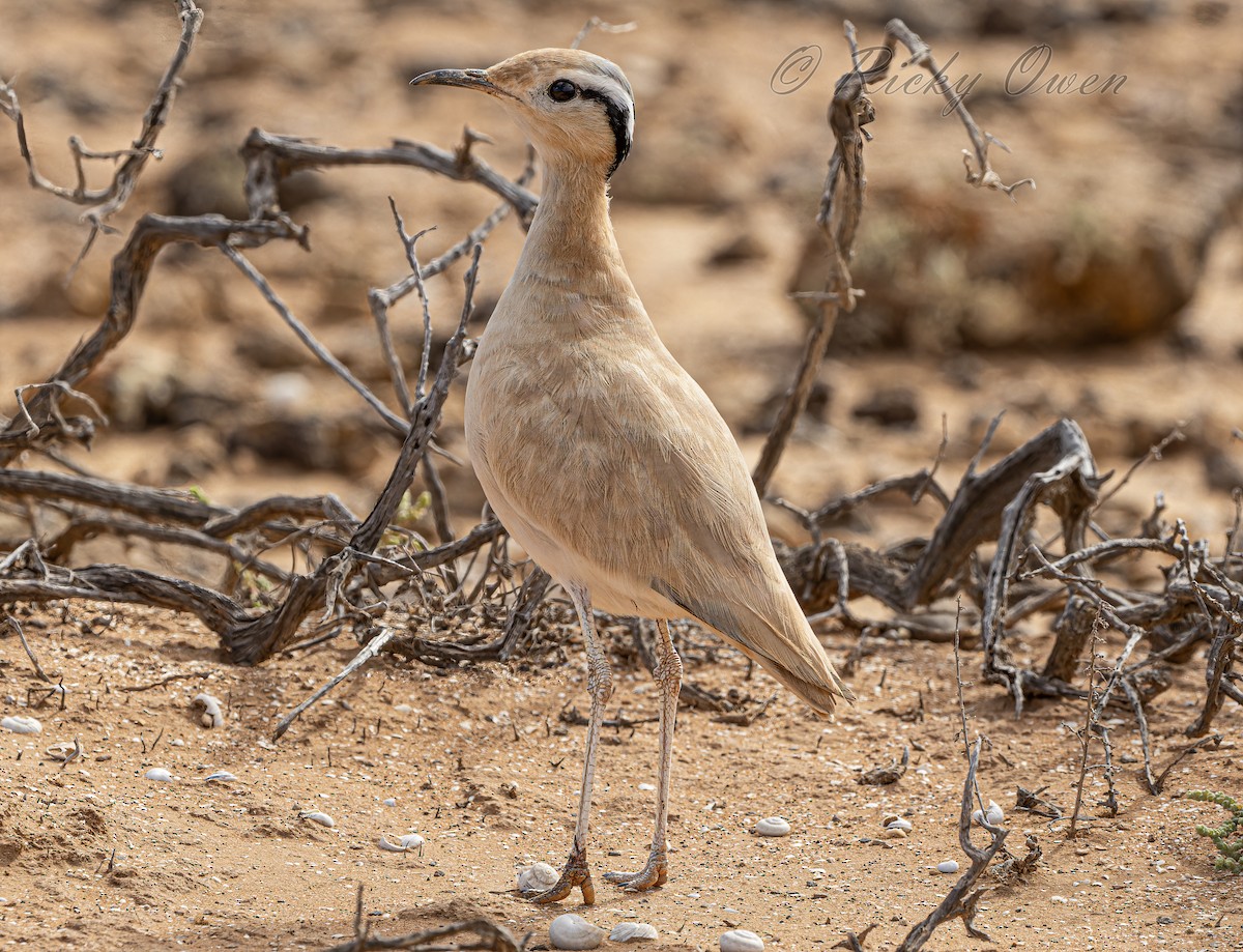 Cream-colored Courser - ML637466262