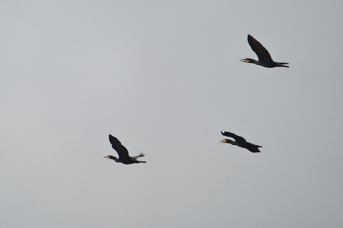Great Cormorant - ML637466404