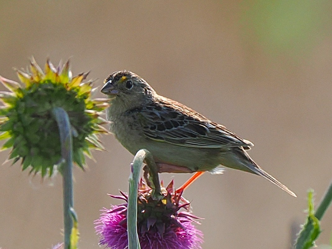 Grasshopper Sparrow - ML637466457