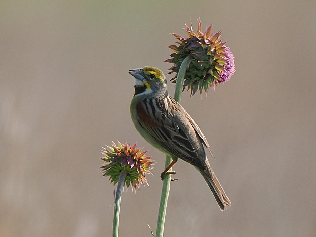 Dickcissel - ML637466472