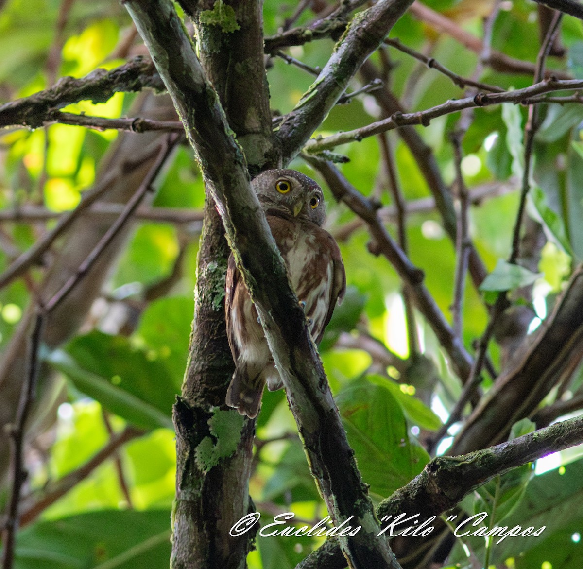 Central American Pygmy-Owl - ML637466530