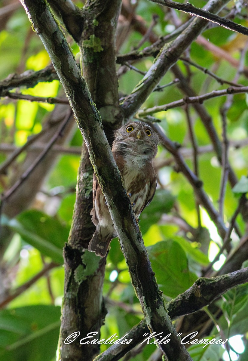 Central American Pygmy-Owl - ML637466531