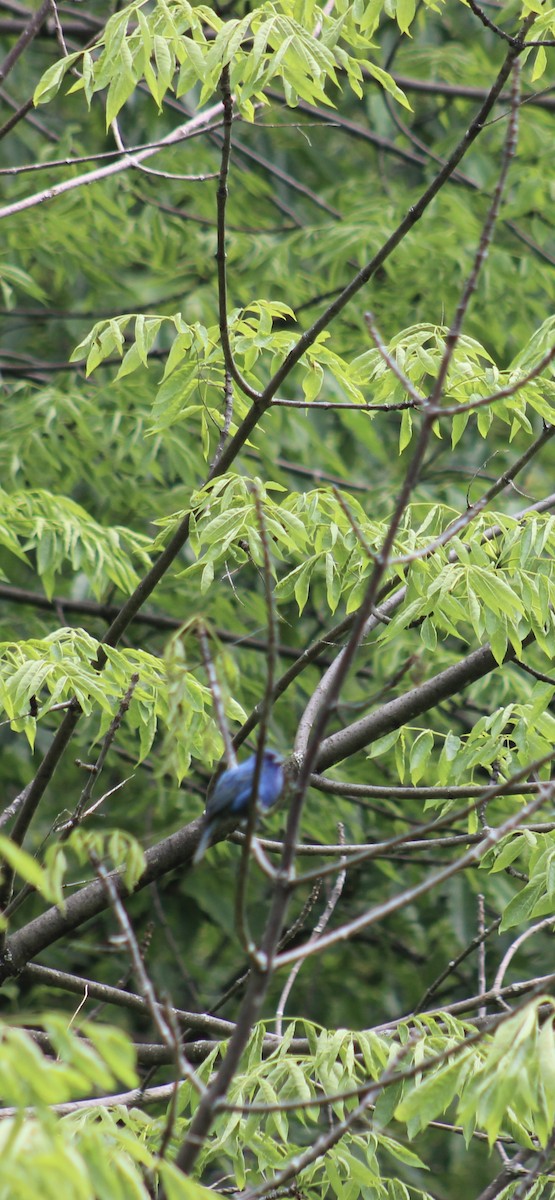 papežík indigový - ML637466597