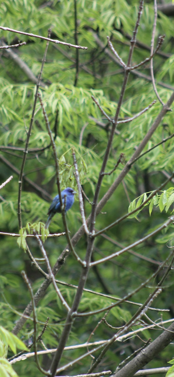 papežík indigový - ML637466598