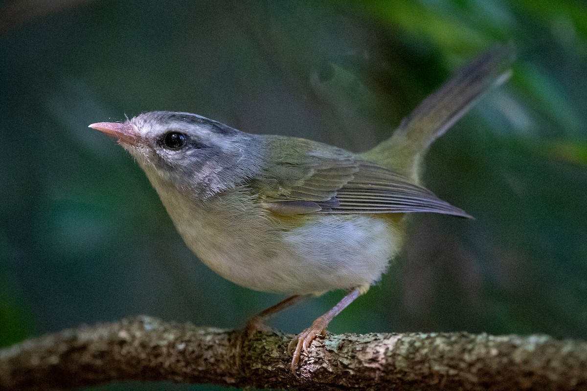 Golden-crowned Warbler - ML637466719