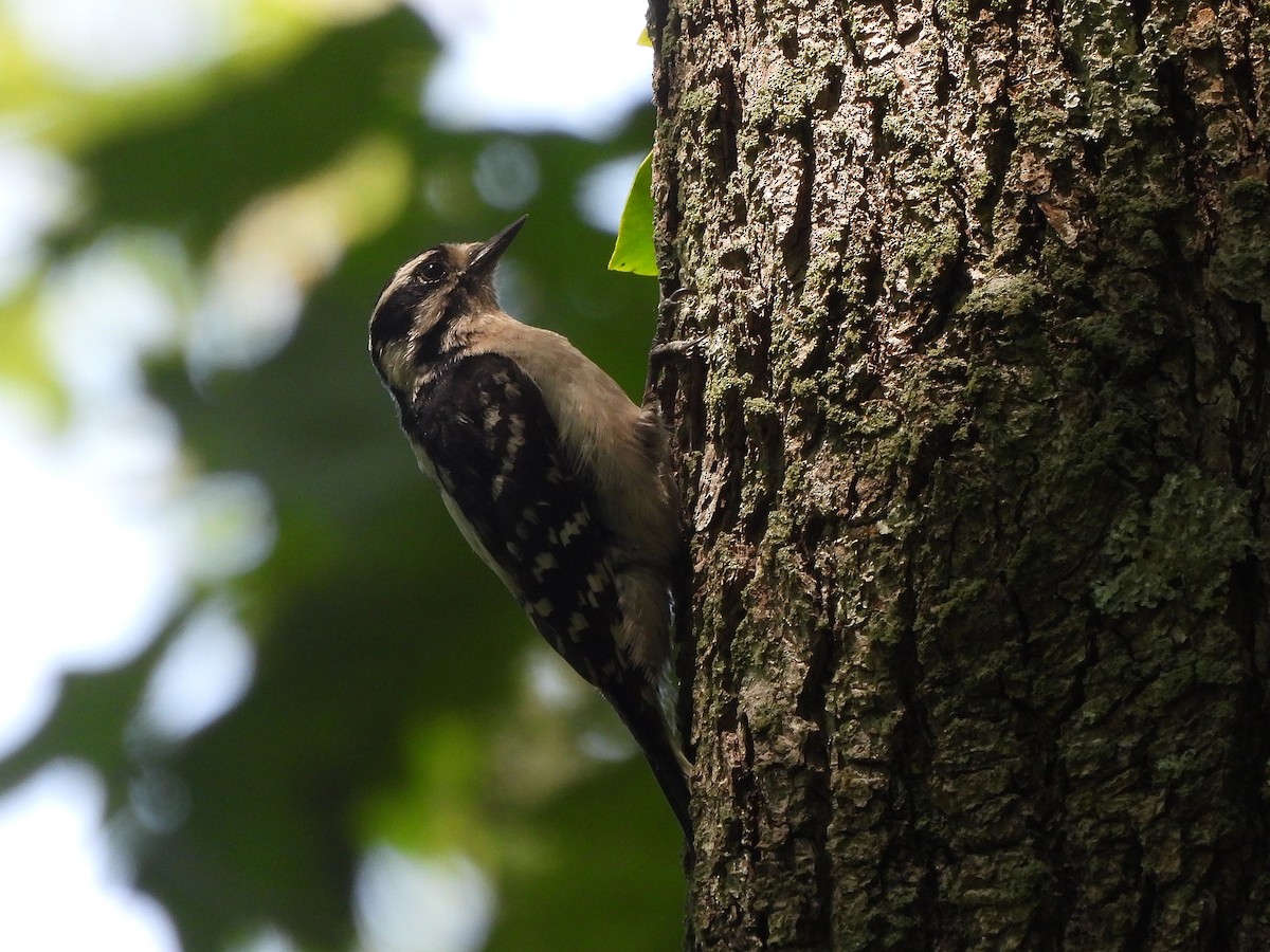 Downy Woodpecker - ML637466722