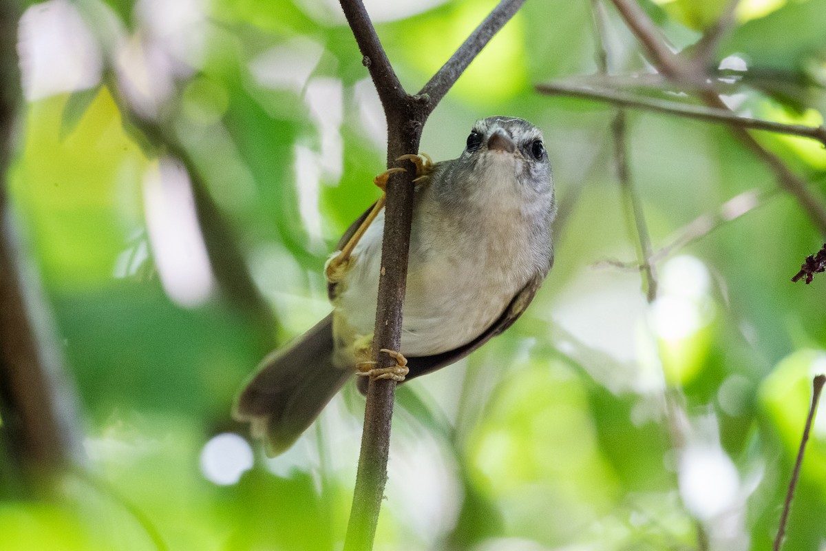 Golden-crowned Warbler - ML637466724