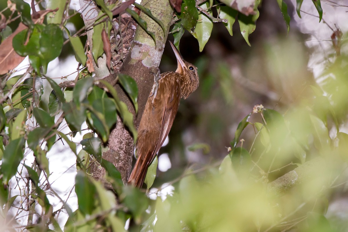 Buff-throated Woodcreeper - ML63746681