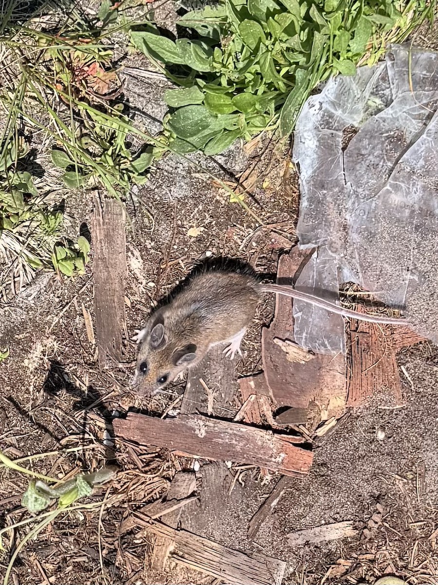 Deer Mouse - ML637466847