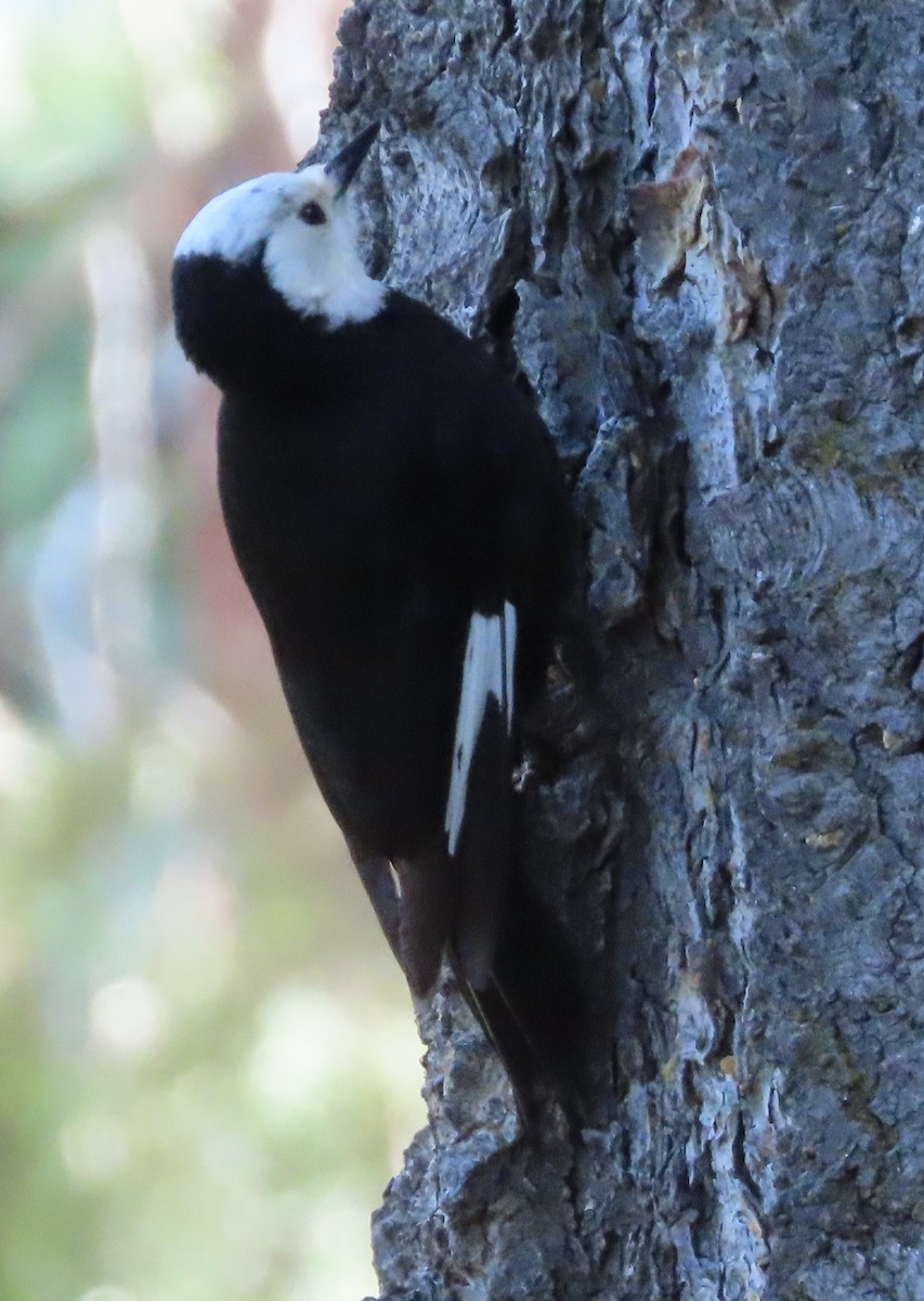 White-headed Woodpecker - ML637466912