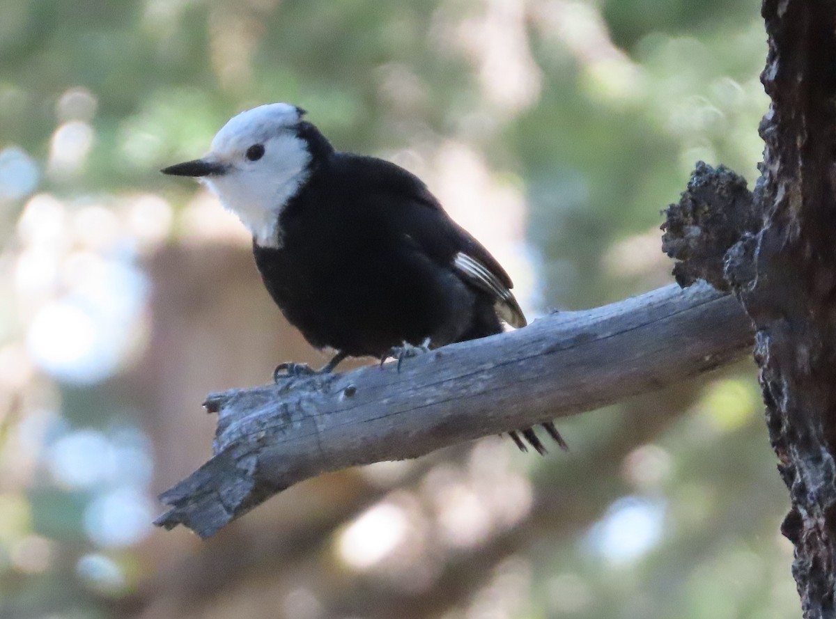 White-headed Woodpecker - ML637466913