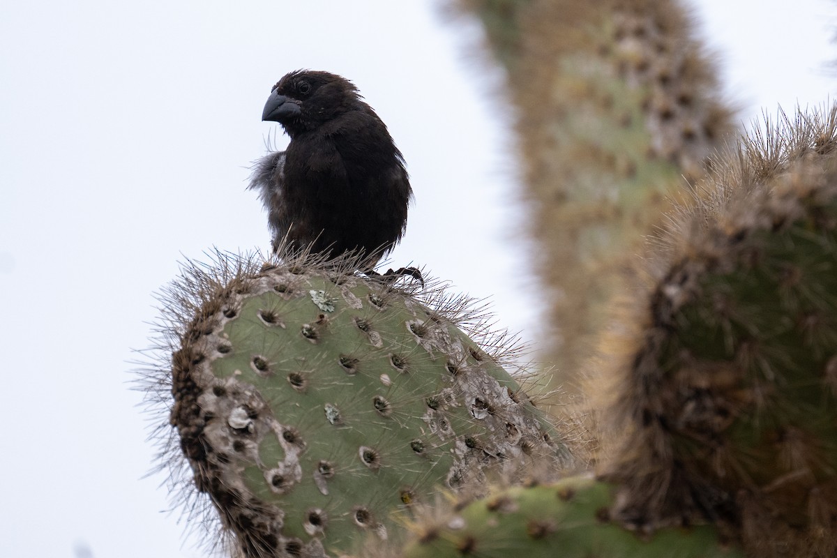 Common Cactus-Finch - ML637466921