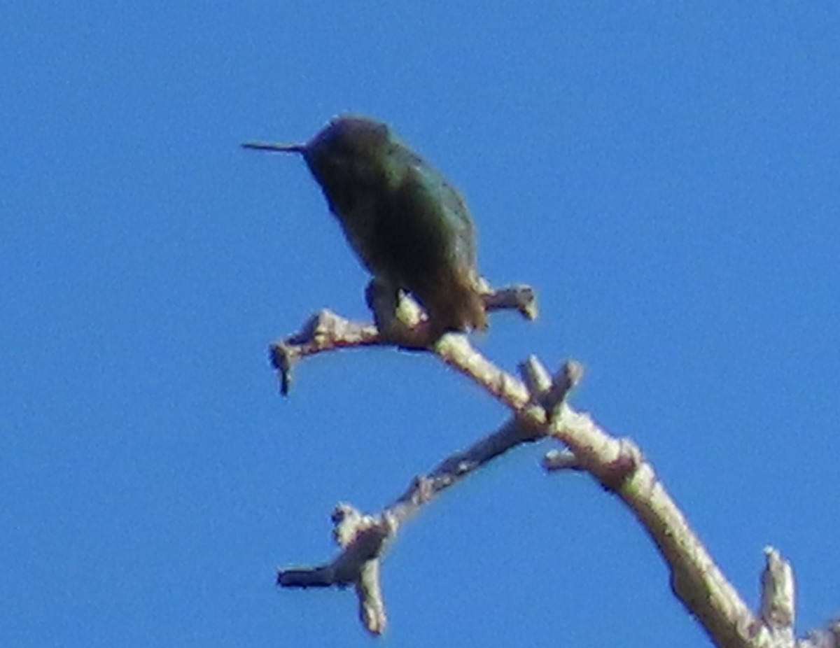 Anna's Hummingbird - ML637466969