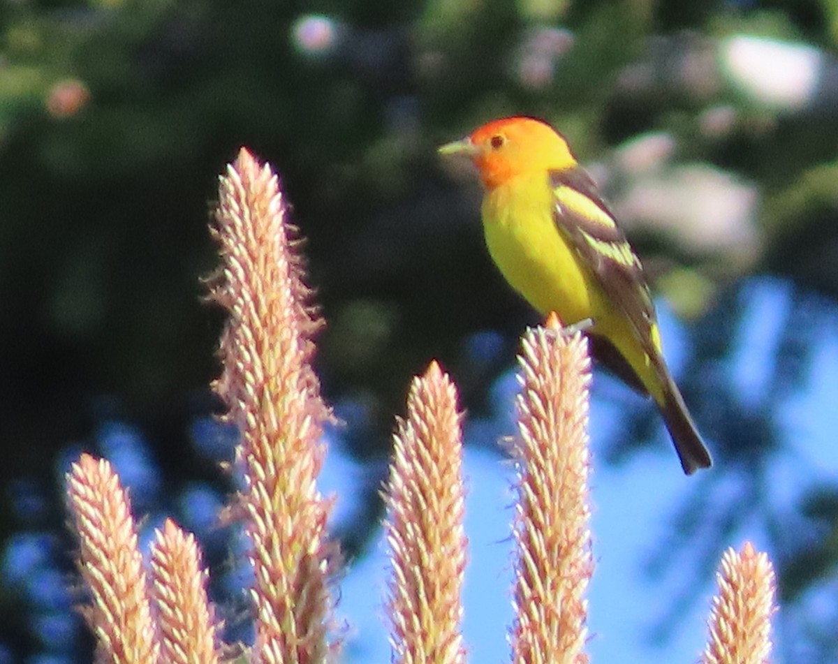 Western Tanager - ML637466994