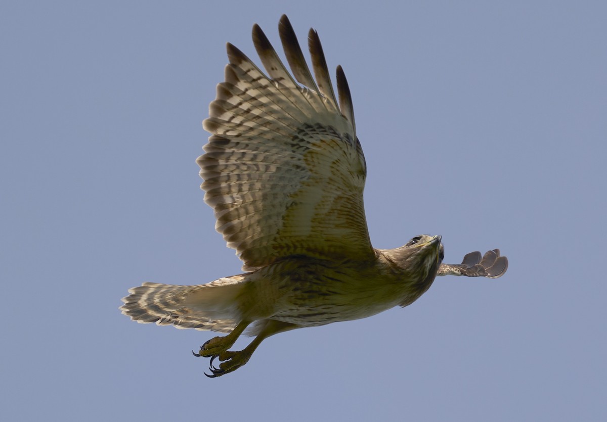 Red-shouldered x Red-tailed Hawk (hybrid) - ML637467018