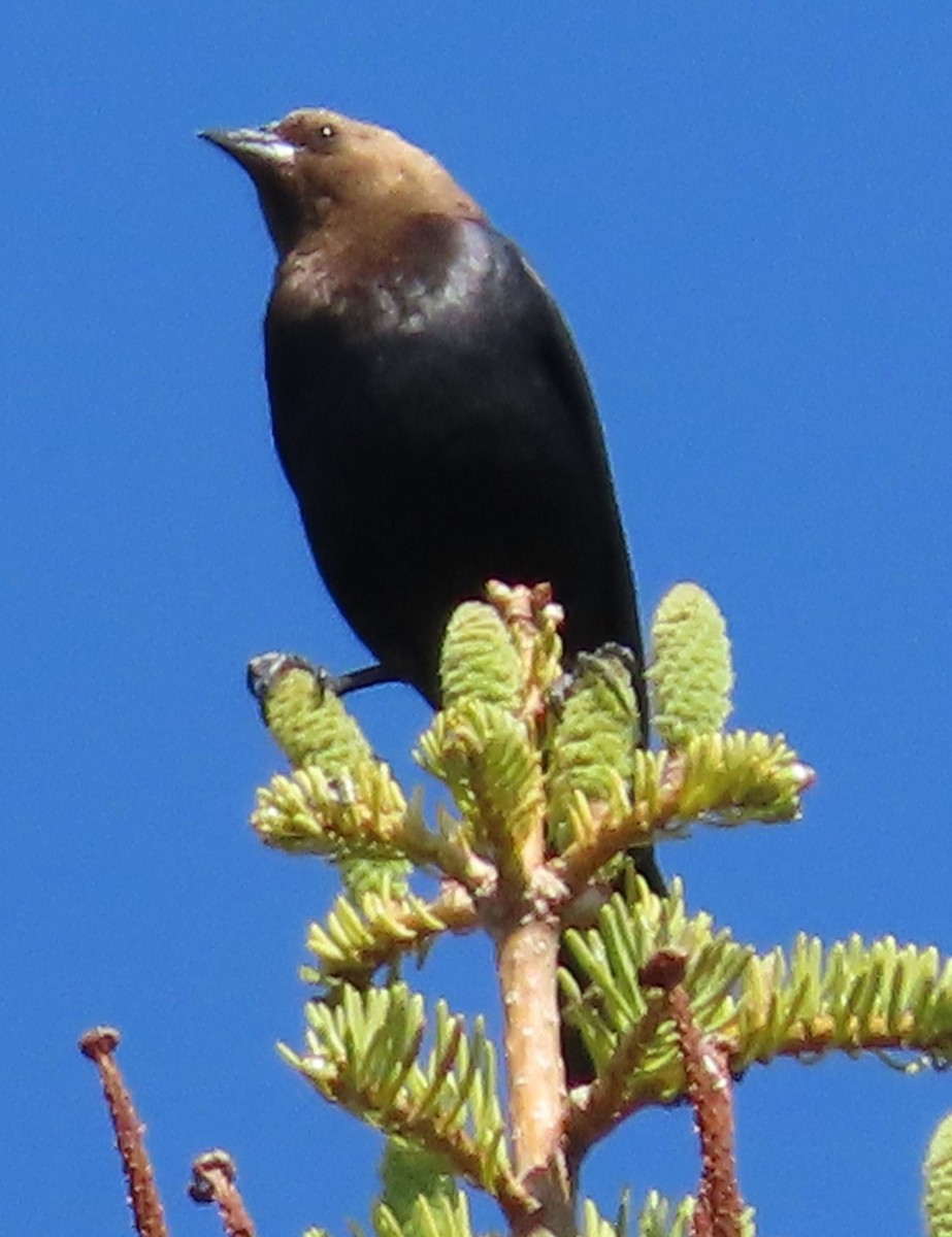 Brown-headed Cowbird - ML637467028